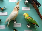 museo giacomo doria genua 7-2019 7820